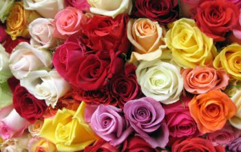 Florile și Ziua Internațională a Femeii